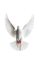 Fototapeta premium White dove in mid flight with wings fully spread and red feet facing front on isolated background