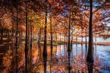 Metasequoia and reflections in autumn