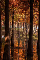 Metasequoia and reflections in autumn