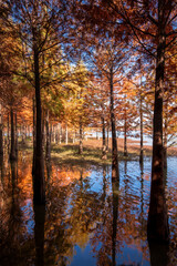 Metasequoia and reflections in autumn