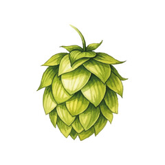 Watercolor-style hop (beer) illustration／水彩テイストのホップ・ビールのイラスト
