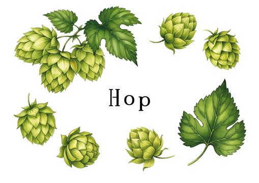 Watercolor-style hop (beer) illustration／水彩テイストのホップ・ビールのイラスト