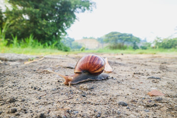 A close-up view of a snail moving across a dirt path, surrounded by greenery in the background. The snail has a distinct spiral shell and a soft, elongated body.