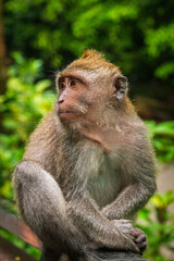 Macaque monkey in Indonesia