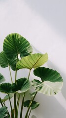 large leaves on an alocasia plant, against a white wall, with tropical vibes and green tones.