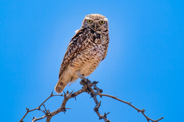 Little Owl