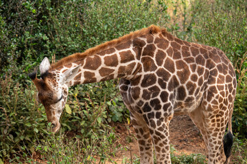 Giraffe feeding on green vegetation in its natural environment.