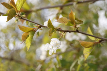 spring blossom in spring