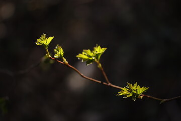 yellow leaves on a branch