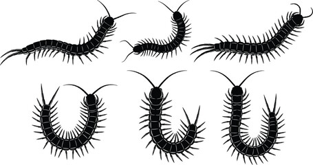 Centipede illustration, insect silhouette, arthropod graphic, segmented body, creepy crawler, entomology art, black blue outline, nature, biology, science