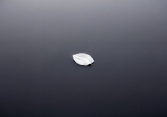 Minimalist composition of a white petal delicately floating on a calm dark water surface.