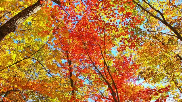 Autumn fall tree foliage colorful red leaf leaves of maple oak tree canopy forest in Wintergreen Resort, Virginia looking up low angle view
