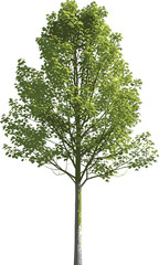 Obraz premium Three deciduous trees of different sizes with green foliage and grass base, isolated on white background for nature and design use.