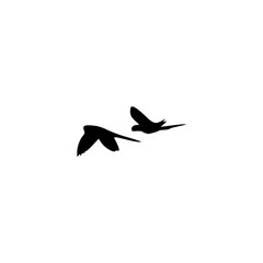 birds in flight, two parrot flight