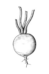 Png radish black and white illustration, transparent background