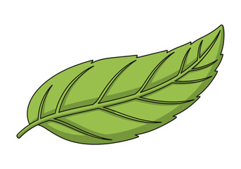 Fototapeta premium Green Leaf Illustration