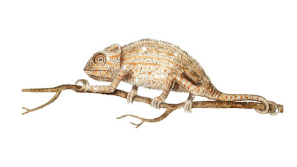 Hand drawn sparkling chameleon sticker with white border