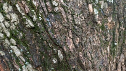 Obraz premium Close-up tree bark texture with natural moss. Perfect for backgrounds, nature design, eco branding, botanical studies, and creative projects. 
