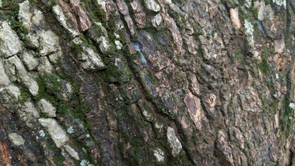 Close-up tree bark texture with natural moss. Perfect for backgrounds, nature design, eco branding, botanical studies, and creative projects.
