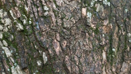 Close-up tree bark texture with natural moss. Perfect for backgrounds, nature design, eco branding, botanical studies, and creative projects.
