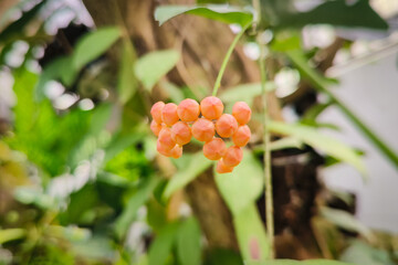 Close up of waxy star-shaped clusters of unbloomed Hoya flowers with a soft pink-orange color.