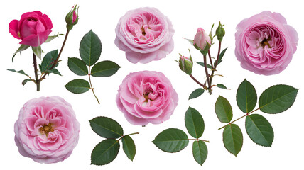 Delicate pink roses and leaves bring natural elegance to any project