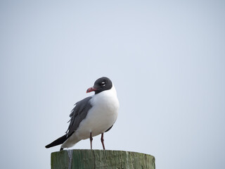Laughing Gull on a Wood Post Against a Pale Blue Sky
