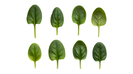 Fresh vibrant green spinach leaves arranged neatly for healthy eating inspiration