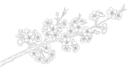 Obraz premium Delicate cherry blossom illustration, capturing the ephemeral beauty of spring bloom