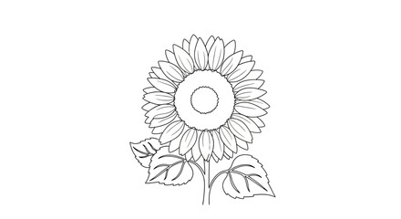 Elegant sunflower illustration, botanical drawing with graceful lines and delicate petal design,