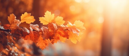 Fototapeta premium Golden Autumn Leaves in Warm Sunlight.