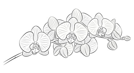 Elegant orchid blossom line art depicting delicate petals and graceful contours