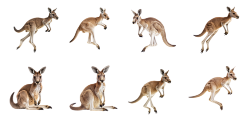 Collection of Kangaroo jumping A kangaroo takes a powerful leap, pushing off the ground with both hind legs. full length isolate on transparent background