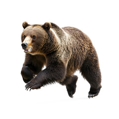 Obraz premium Bear running A bear charges forward, its body extended, muscles rippling as it picks up speed. full length isolate on transparent background