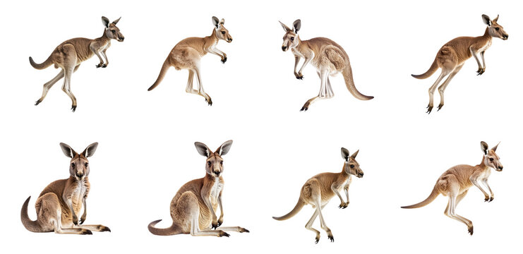 Collection of Kangaroo jumping A kangaroo takes a powerful leap, pushing off the ground with both hind legs. full length isolate on transparent background