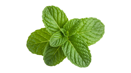 Fresh vibrant mint leaves ready for culinary and cosmetic use