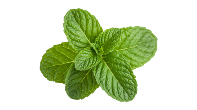 Fresh vibrant mint leaves ready for culinary and cosmetic use