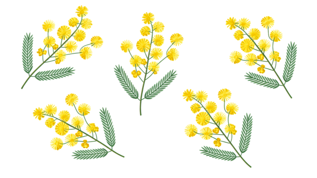 Vibrant yellow mimosa flowers with green leaves, perfect for spring projects