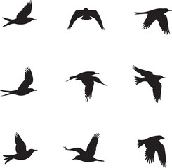 Obraz premium Nine black bird silhouettes in various flying poses