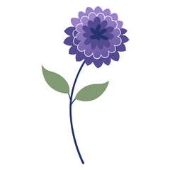 scabious flower flower isolated on white background