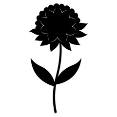  scabious flower silhouette on white background
