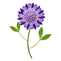 vector illustration of a purple scabious flower