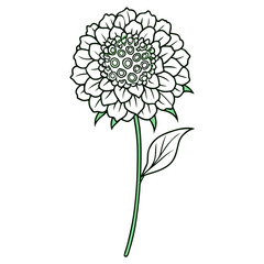 vector illustration of a small scabious flower