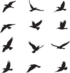 Fototapeta premium Twelve black bird silhouettes in various flight poses