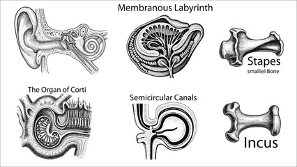 Set of 6 Anatomical Ear Illustrations B&W Line Art Clipart Bundle