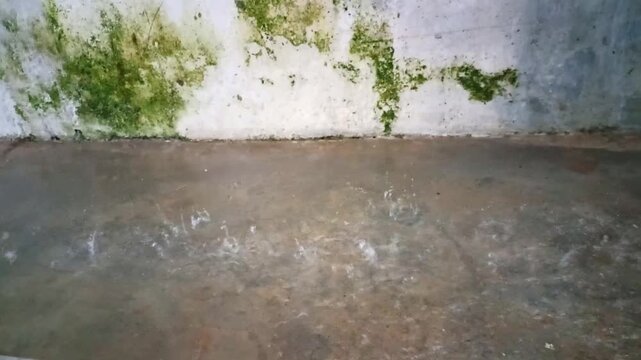 Moss Growth on a Damp Outdoor Wall Due to Rain.