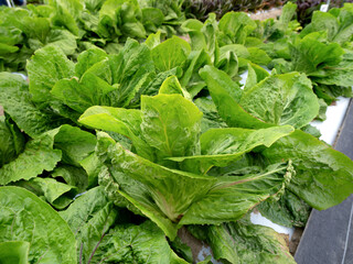 ラディッキオの栽培　ズッケロ