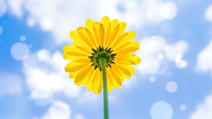 A bright yellow flower with a green stem against a blue sky with bokeh effect background behind it
