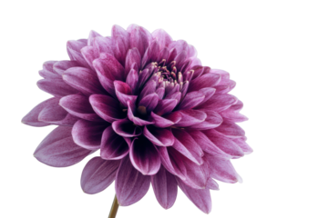 Close up of a single purple dahlia flower with dark background pink bloom, Isolated On Transparent Background, Png Cut Out