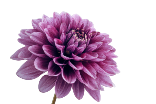 Close up of a single purple dahlia flower with dark background pink bloom, Isolated On Transparent Background, Png Cut Out - Powered by Adobe